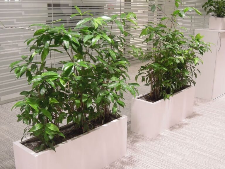 Greenplex květiny do exteriéru